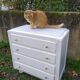 50s chest of drawers