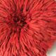 Jujuhat rouge 70 cm