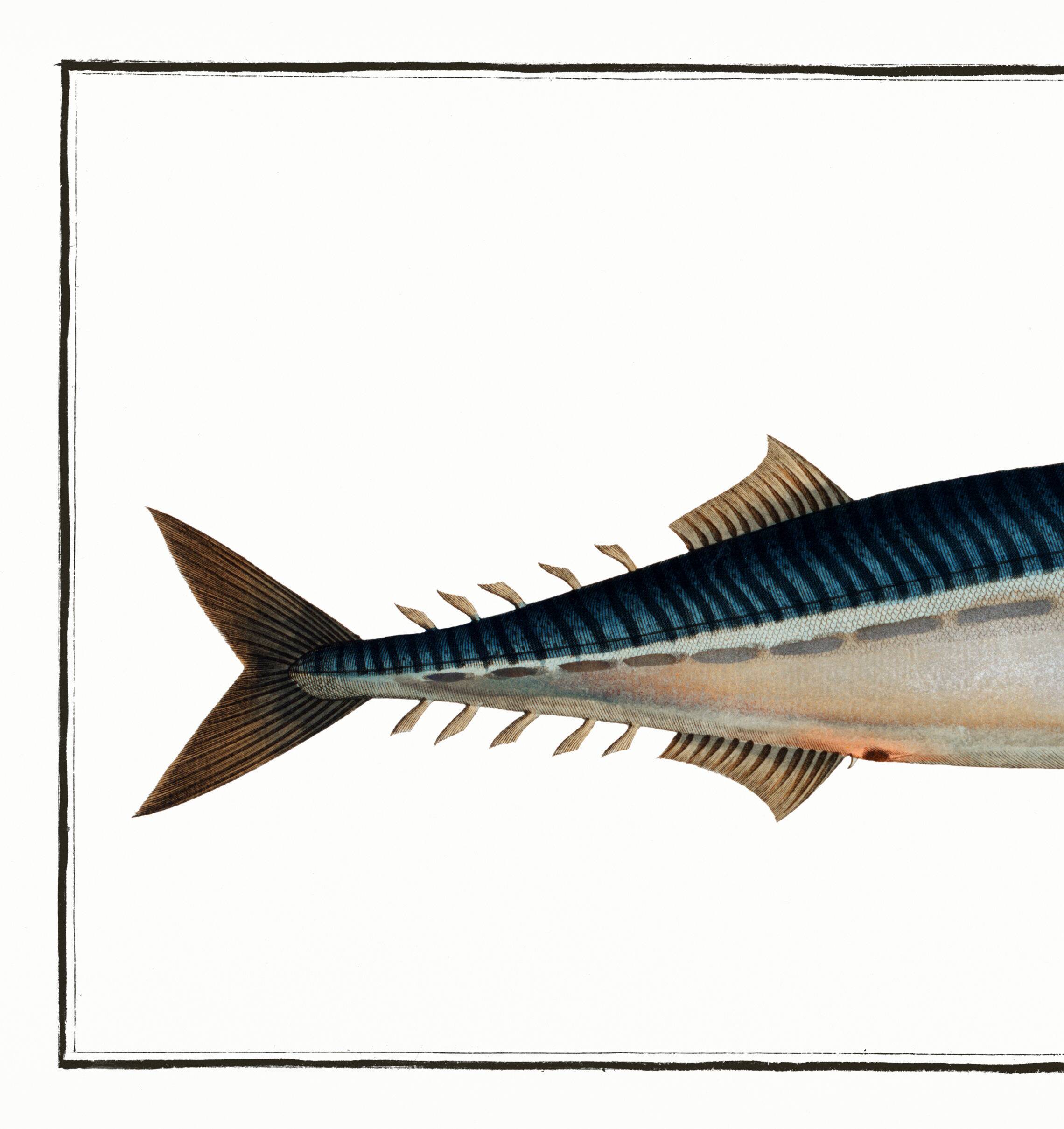 Poster about mackerel, based on an old engraving from 1746.