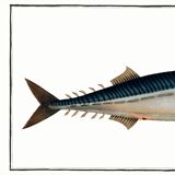 Poster about mackerel, based on an old engraving from 1746.