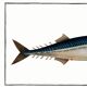 Poster about mackerel, based on an old engraving from 1746.