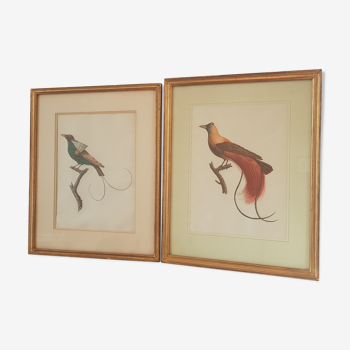 Bird prints on be framed