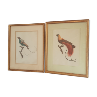 Bird prints on be framed