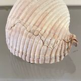 Coquillage de mer Tonna Galea vintage