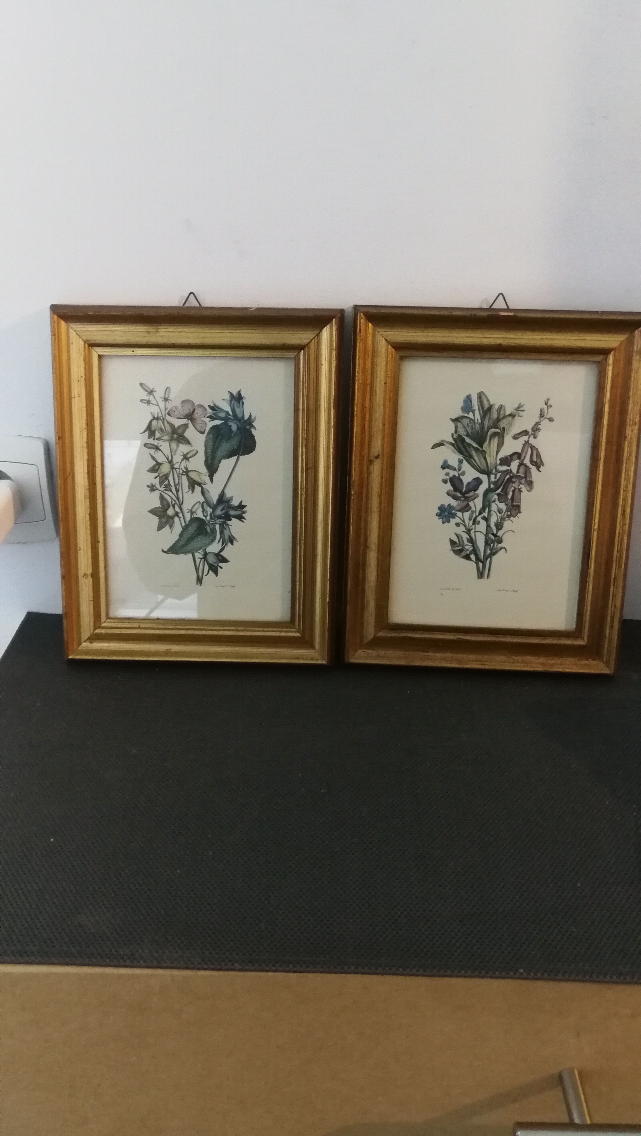 Two botanical frames oj Jacobus de Rubeis