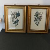 Two botanical frames oj Jacobus de Rubeis