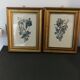 Two botanical frames oj Jacobus de Rubeis