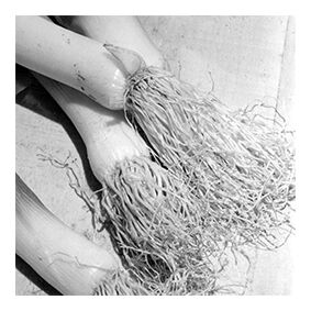 Leek still life and newspaper