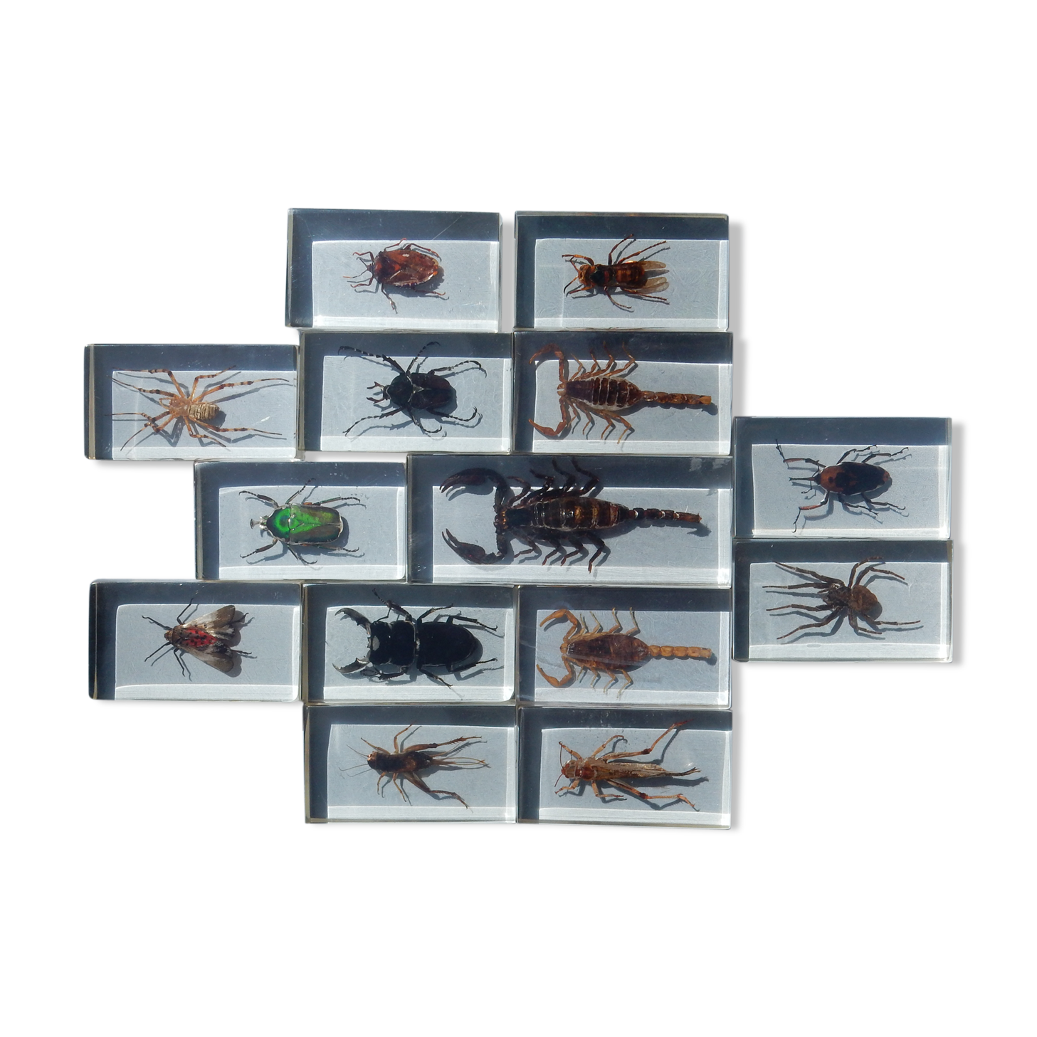 Coffret d'insectes véritables en taxidermie inclusion dans blocs de résine