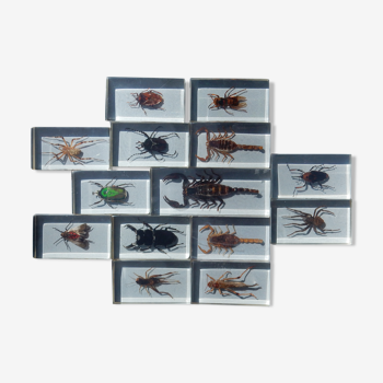 Box of real insects in taxidermy inclusion in resin blocks