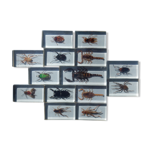 coffret d'insectes véritables