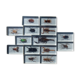 Box of real insects in taxidermy inclusion in resin blocks