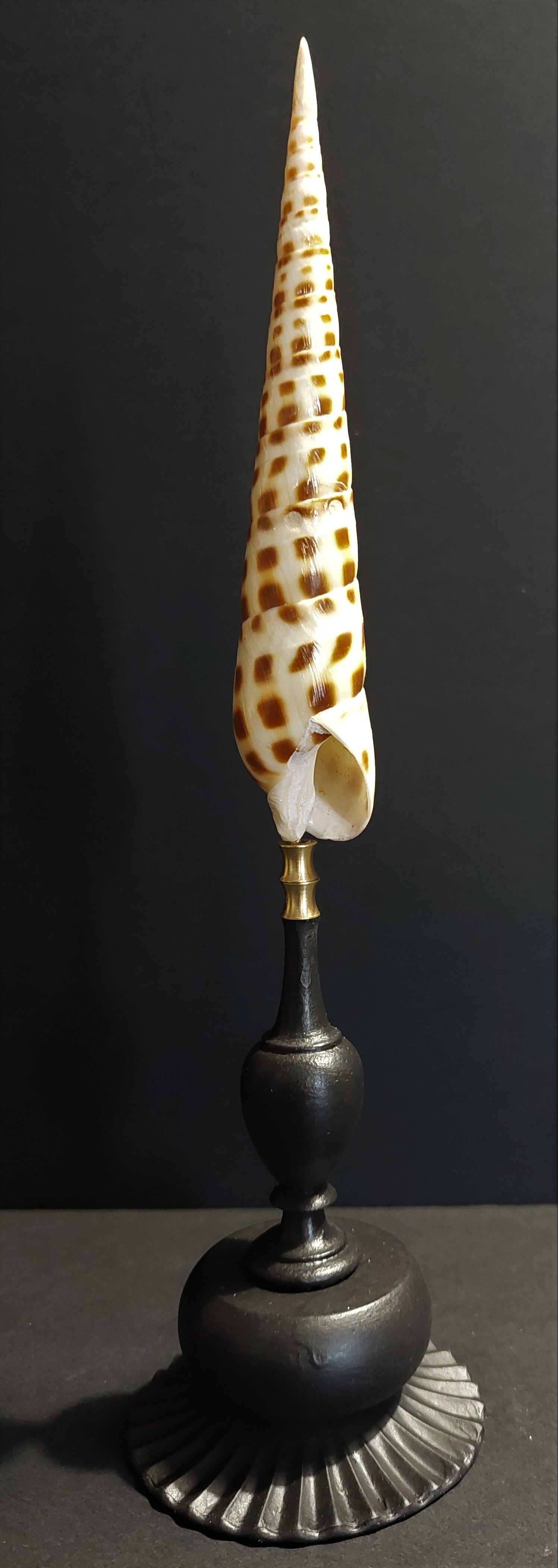 Cabinet of Curiosities shell oxymeris areolata on base