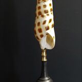 Cabinet of Curiosities shell oxymeris areolata on base