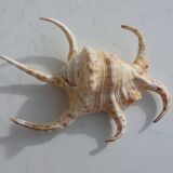 Shellfish Lambis or Strombes