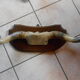 Trophy horns cow
