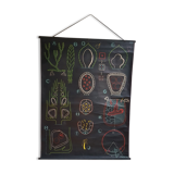 Vintage school poster by Paul Sougy - Selaginella, 1959