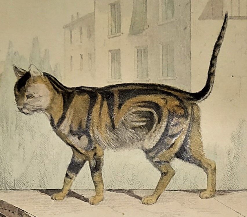Original zoological plate of 1839 " domestic cat & angora "