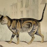 Original zoological plate of 1839 " domestic cat & angora "