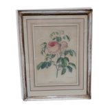 Pink botanical board of vintage gardens