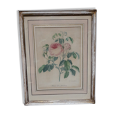 Planche botanique rose de jardins vintage