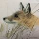 Small fox painting lady clare