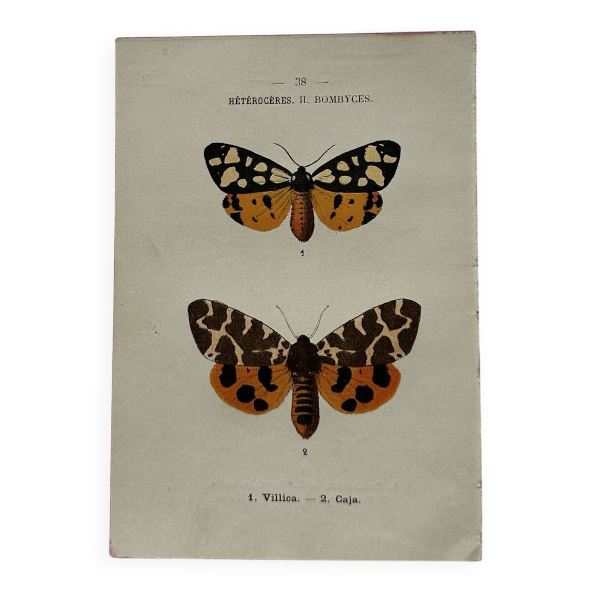 Naturalist engraving Butterfly 19th-century original botanical poster 1800