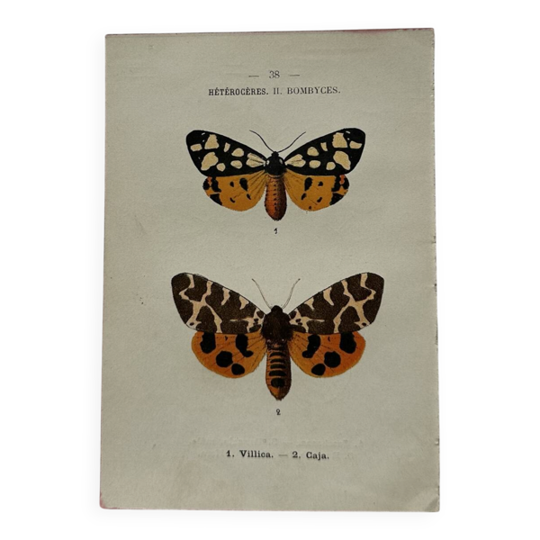 Gravure naturaliste  Papillon 19eme affiche botanique originale 1800