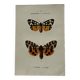 Naturalist engraving Butterfly 19th-century original botanical poster 1800