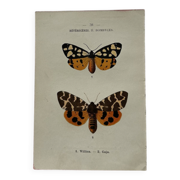 Naturalist engraving Butterfly 19th-century original botanical poster 1800