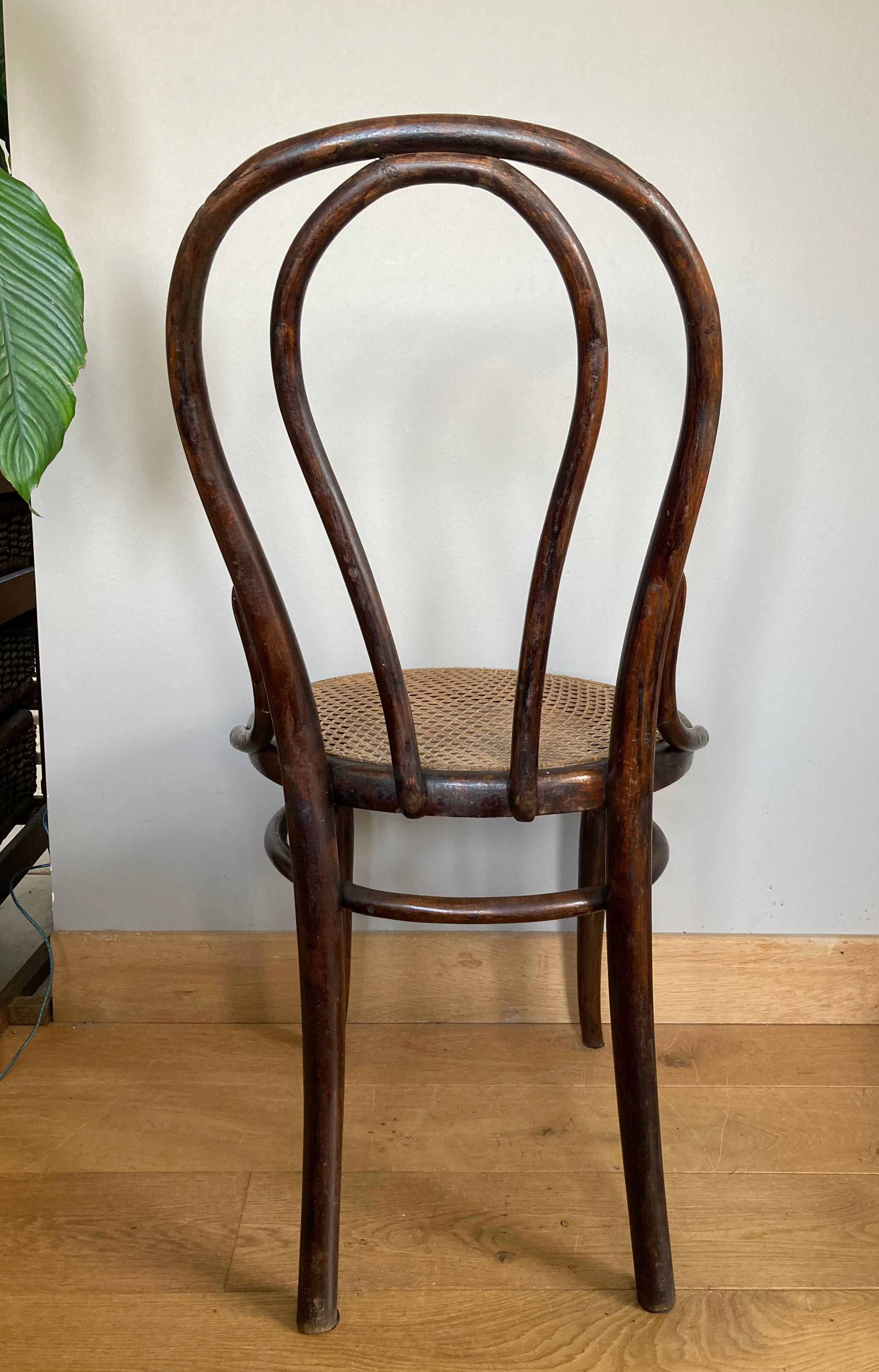 Real Tuna Chair in curved wood, label + hot iron stamp