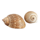 Shells