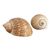 Coquillages
