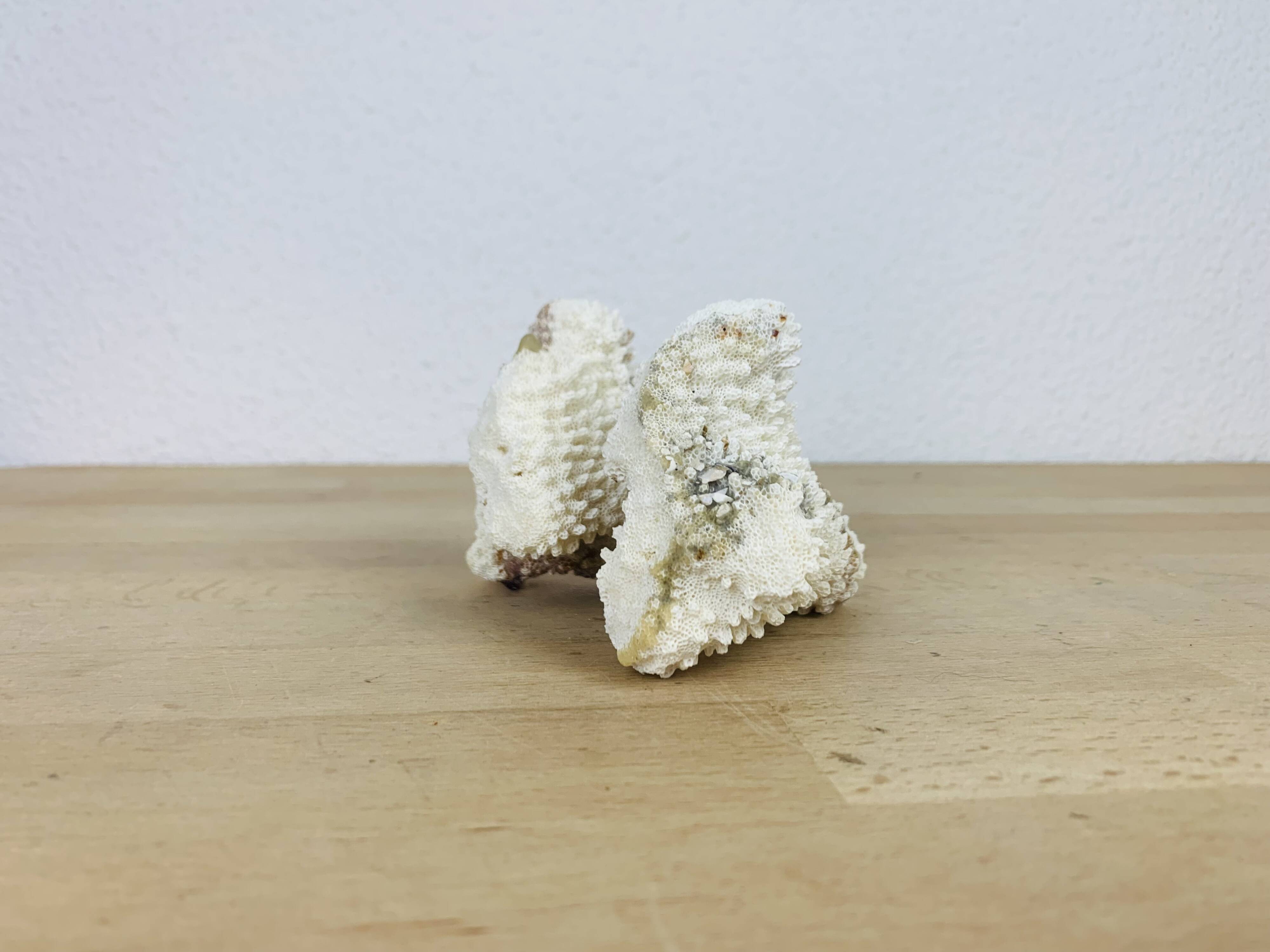 3 old white corals, coral