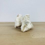 3 old white corals, coral