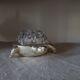 Pique-fleurs en verre de Reims 19 trous socle en métal argenté forme tortue