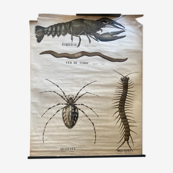 Deyrolle Zoology Educational Poster