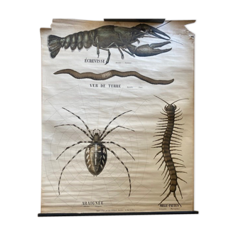 Affiche pédagogique zoologie Deyrolle