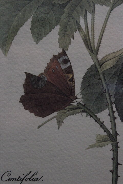 Botanical board framed PJ Dreaded