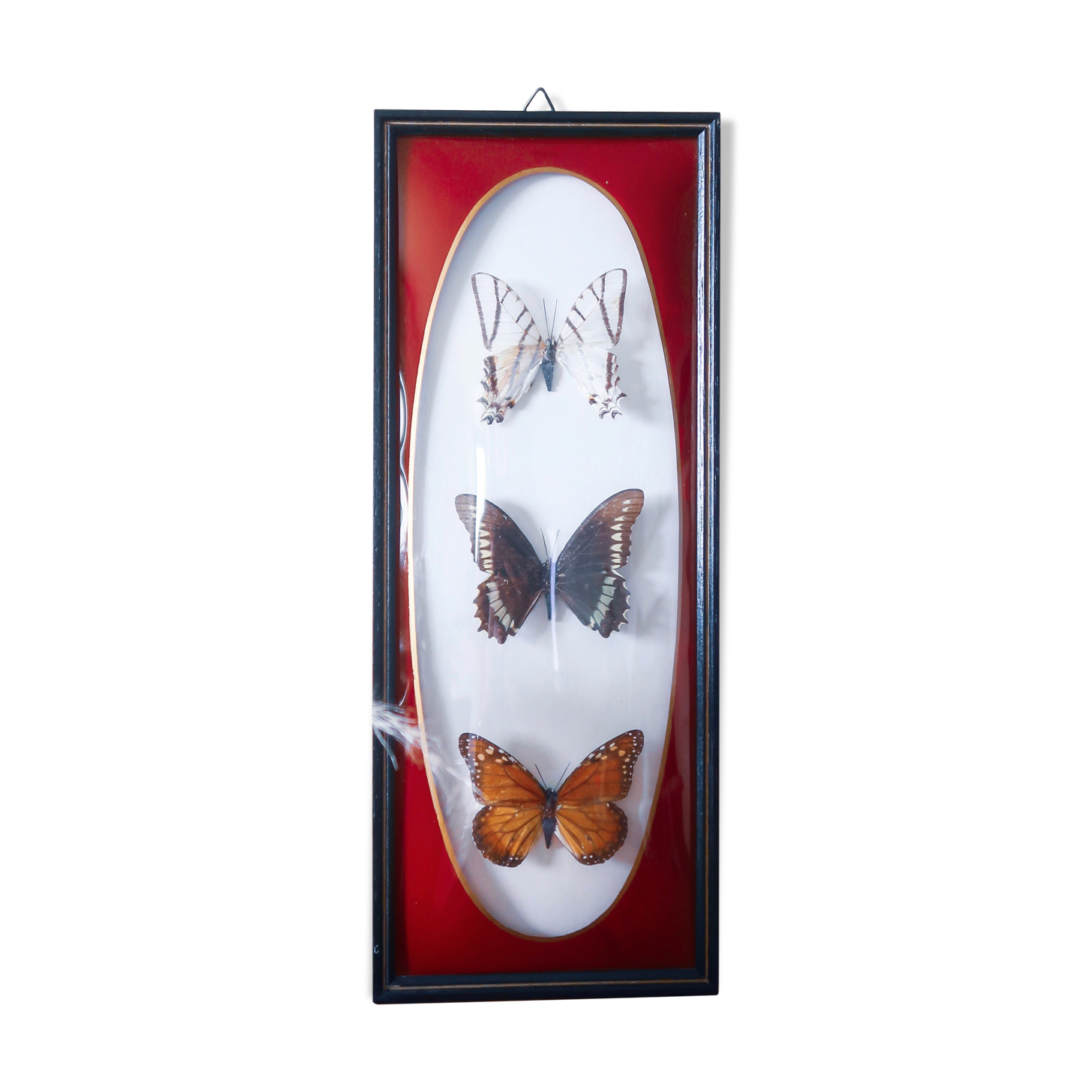 Naturalized butterfly frame