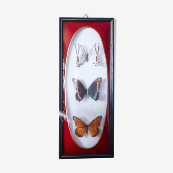 Naturalized butterfly frame