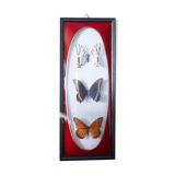 Naturalized butterfly frame