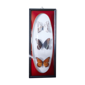 Naturalized butterfly frame