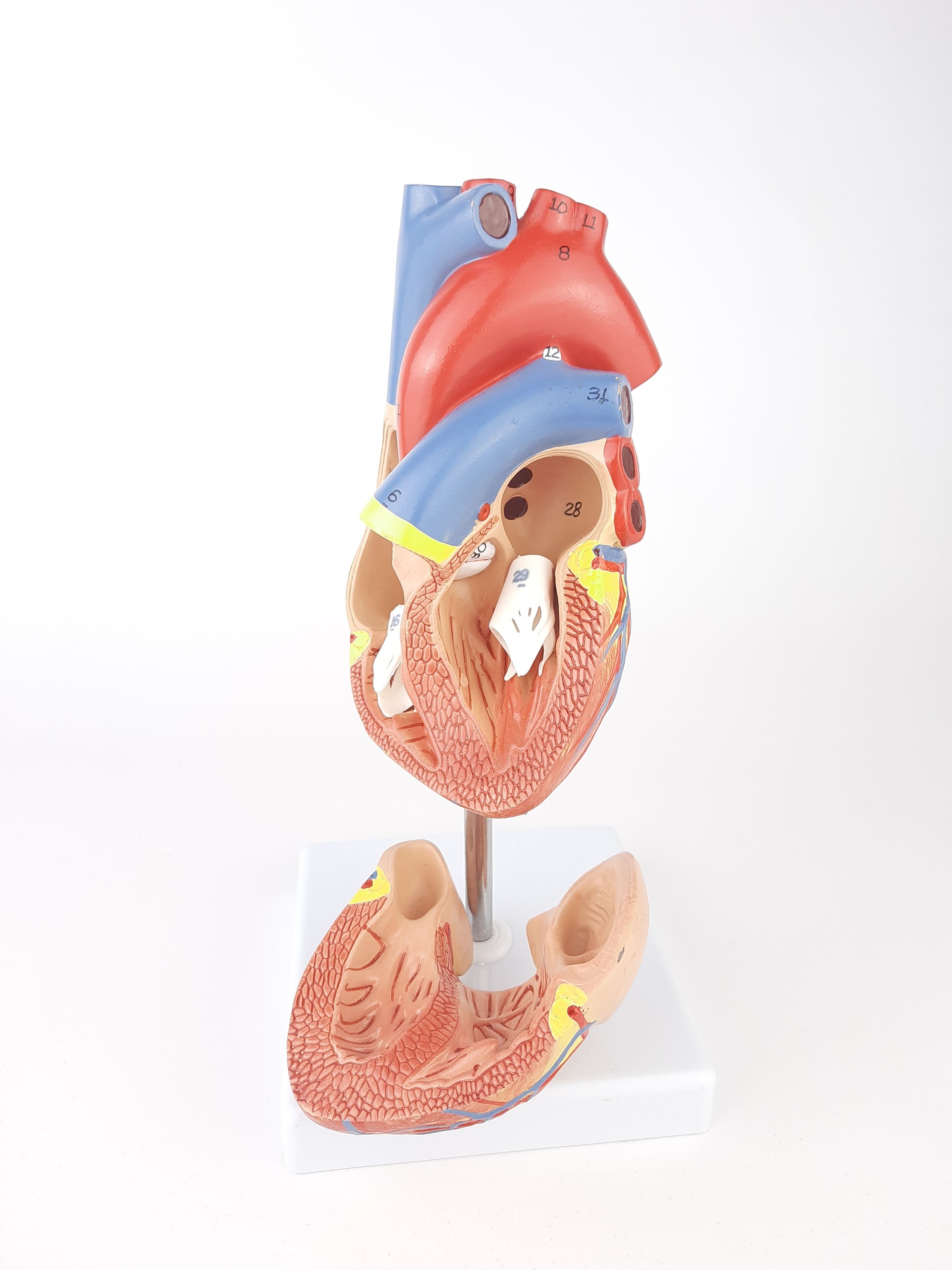 Vintage human heart anatomical model