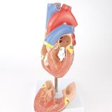 Vintage human heart anatomical model