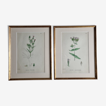 Deux planches botaniques victoriennes encadrées, James Sowerby's English Botany (1860)