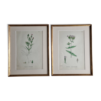 Two framed Victorian botanical plates, James Sowerby's English Botany (1860)