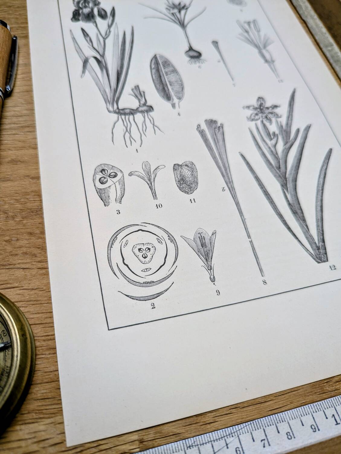 Printed in 1889, the Iridaceae (Iridaceae). Old botanical plate.