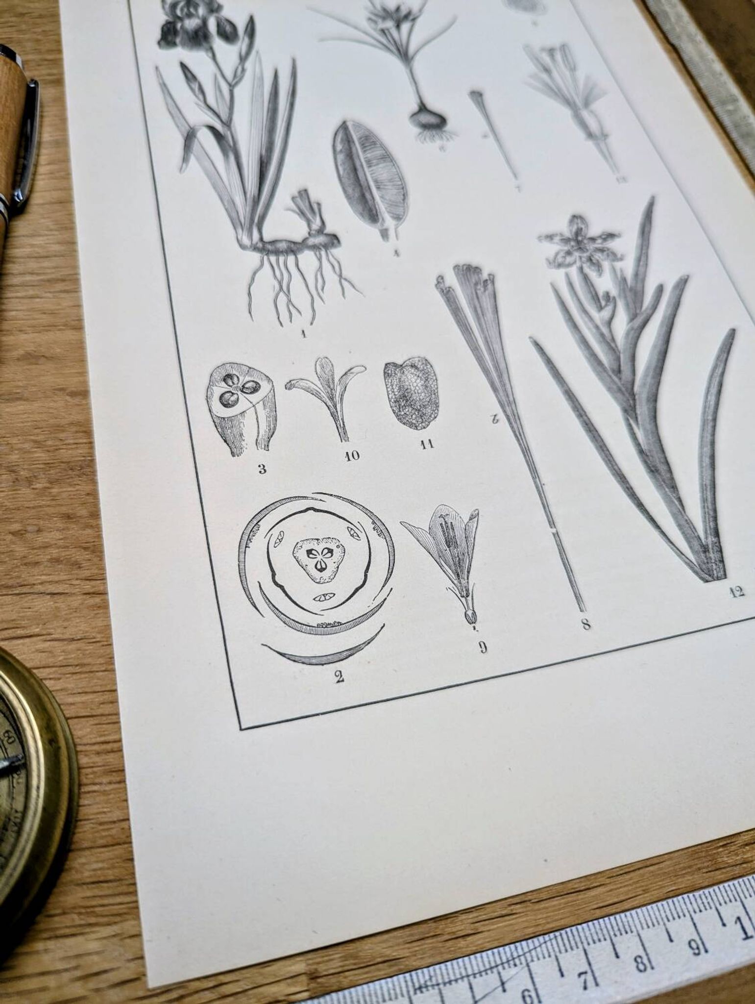 Printed in 1889, the Iridaceae (Iridaceae). Old botanical plate.