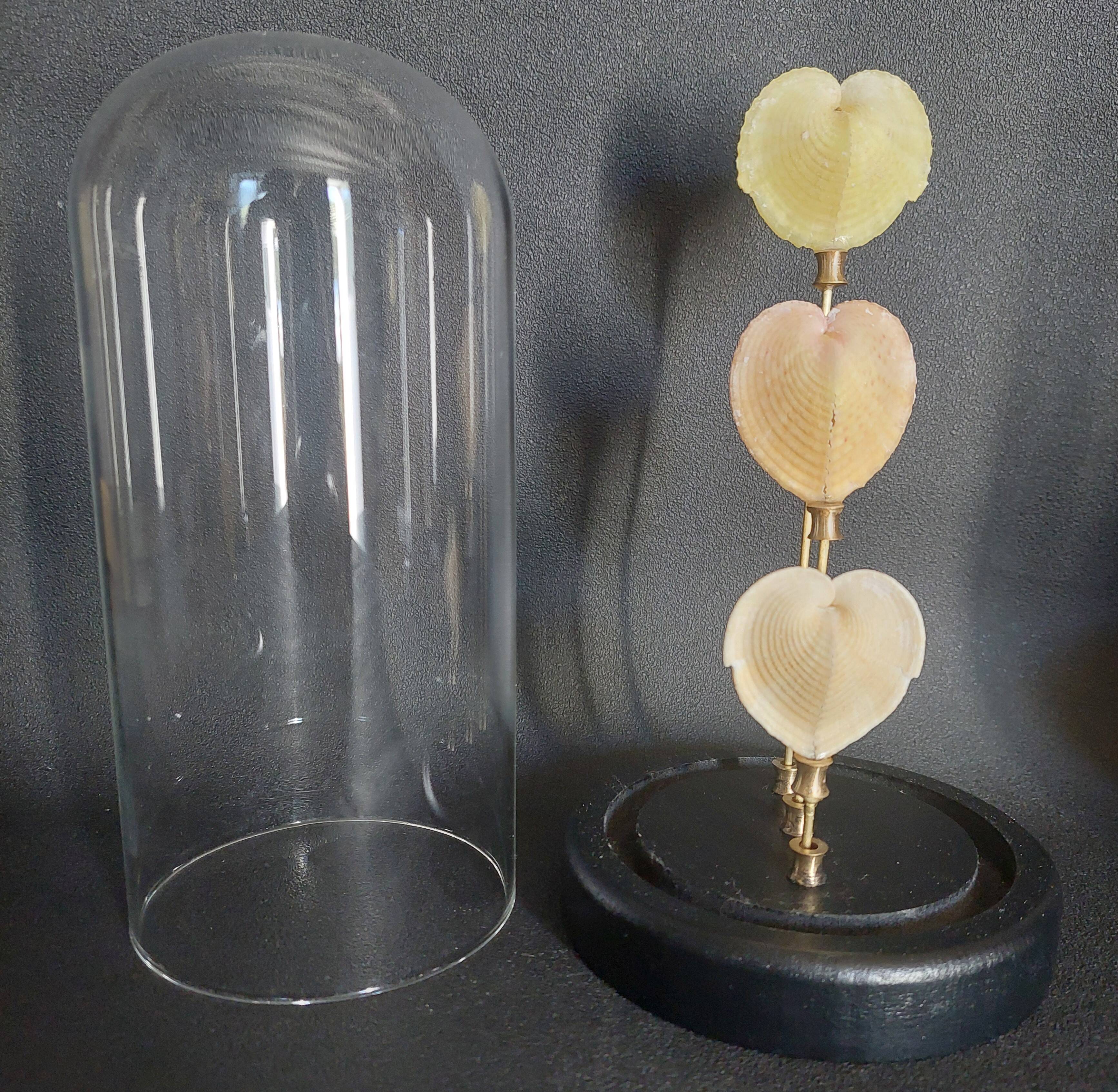 Curiosity cabinet globe with Venus heart shells corculum cardiss